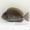 Atlantic Doctorfish Tang