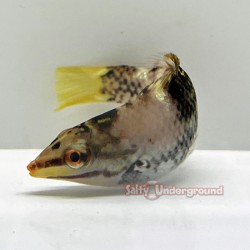 Basket Wrasse (Halichoeres Hortulanus) curled