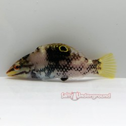 Basket Wrasse (Halichoeres Hortulanus) left