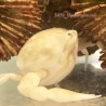 Pebble Crab