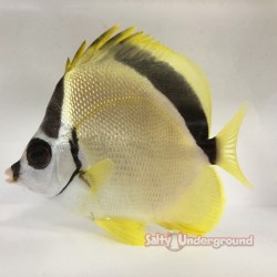 Blacknose Butterflyfish side full