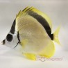 Blacknose Butterflyfish side full