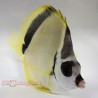Blacknose Butterflyfish front