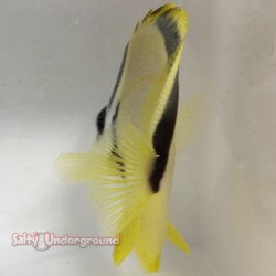 Blacknose Butterflyfish rear