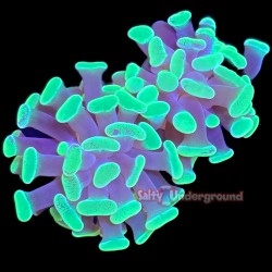 Fluorescent Green Branching...