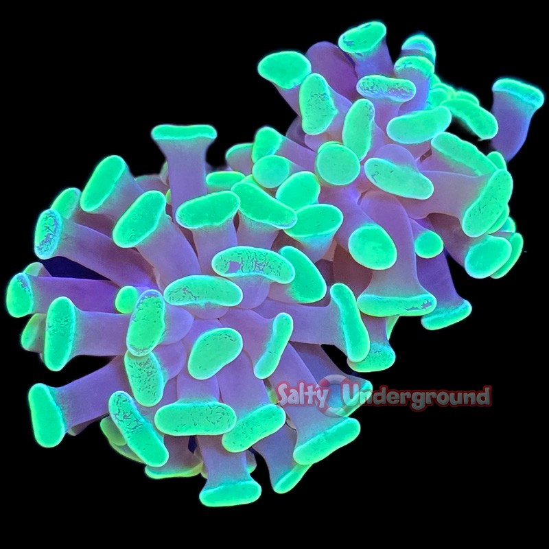 Fluorescent Green Branching Hammer-2 heads