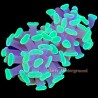 Fluorescent Green Branching Hammer-2 heads