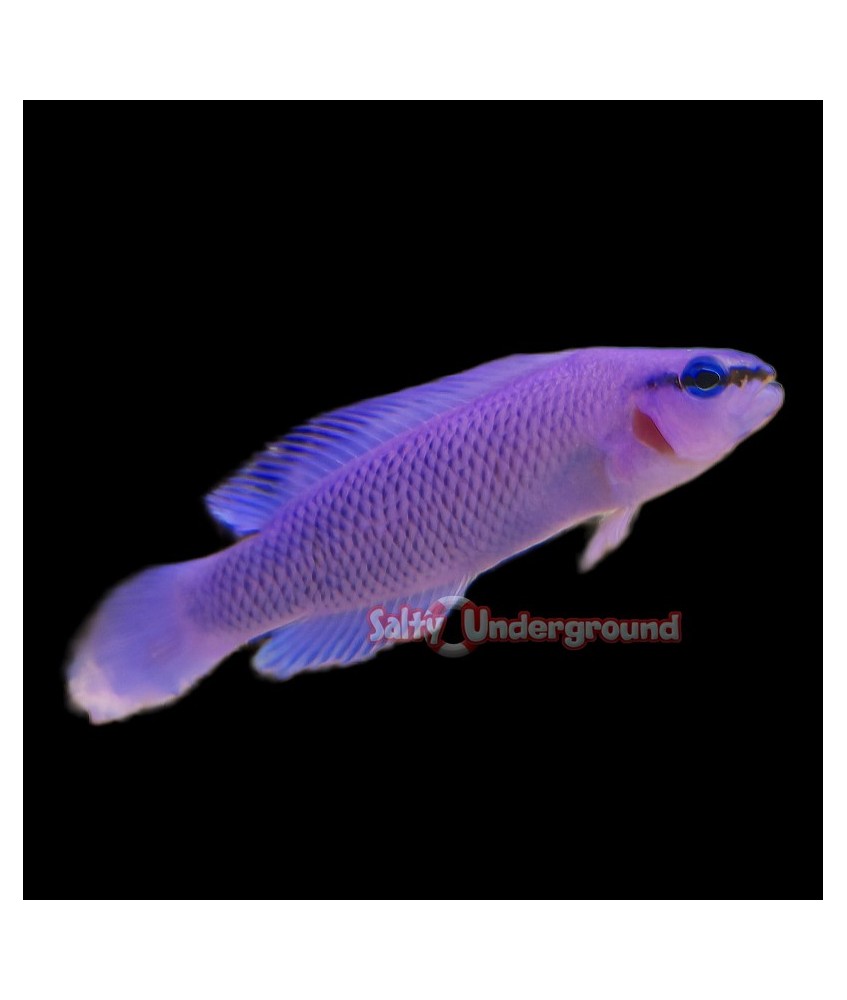Salty Underground: Orchid Dottyback (Pseudochromis Fridmani)