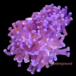 Violet Branching Hammer-2...