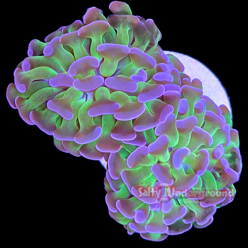 Neon Green/Purple Branching Hammer Coral-3+ Heads