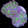 Neon Green/Purple Branching Hammer Coral-3+ Heads