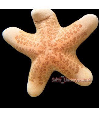 Salty Underground: Granulated Sea Star (Choriaster granulatus)