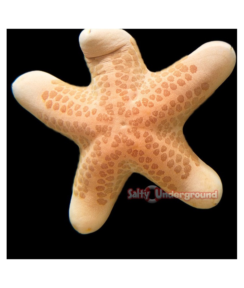 Salty Underground: Granulated Sea Star (Choriaster granulatus)