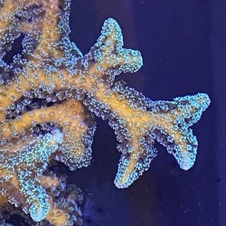 Green Birdsnest Coral (Seriatopora)