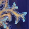 Green Birdsnest Coral (Seriatopora)