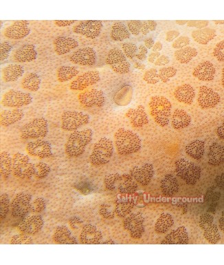 Salty Underground: Granulated Sea Star (Choriaster granulatus)