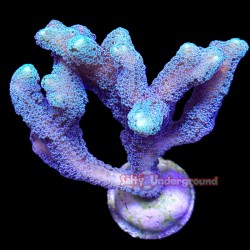 Green Birdsnest Coral...