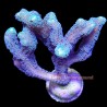 Green Birdsnest Coral (Seriatopora)