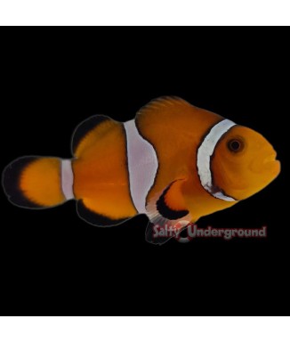 Salty Underground Orange Ocellaris Clownfish (Ocellaris)