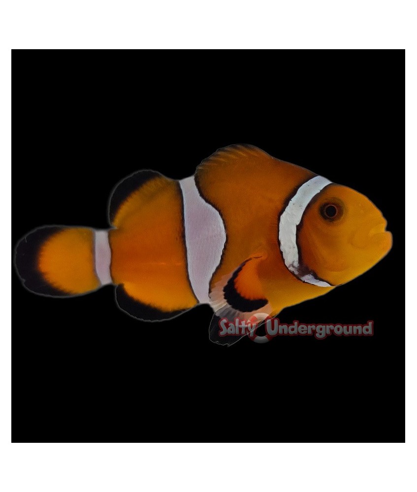 Salty Underground Orange Ocellaris Clownfish (Ocellaris)