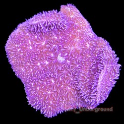 Purple Pavona 1 inch frag