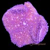 Purple Pavona 1 inch frag