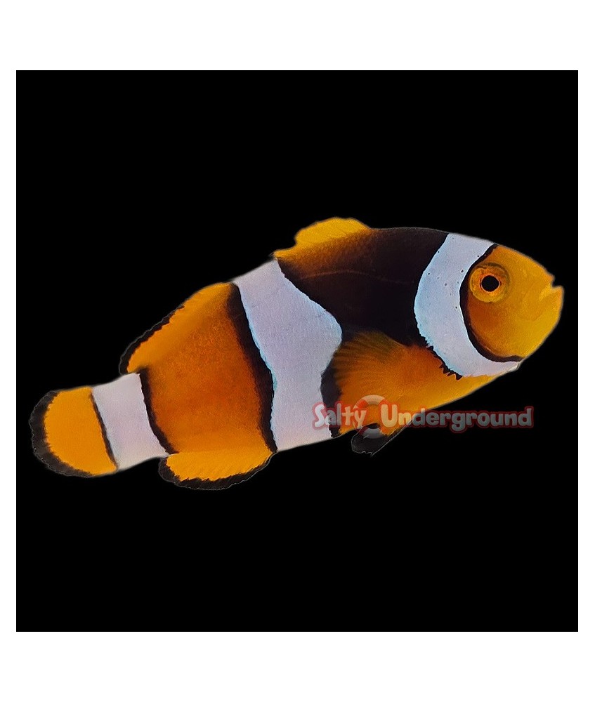 Salty Underground: Semi Onyx Clownfish (Percula)