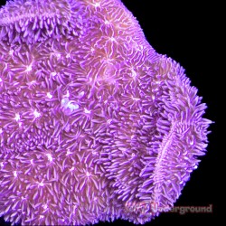 Purple Pavona 2-3 inch frag