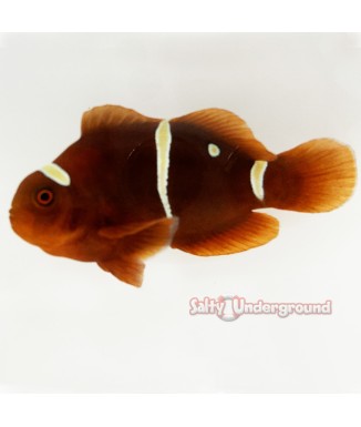 Gold Dot Maroon Clownfish (Maroon)
