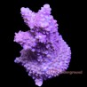 Purple Staghorn Acropora