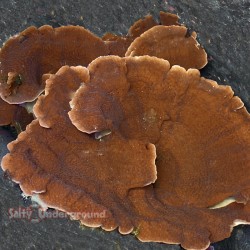 Montipora Brick Red Large...