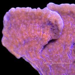 Montipora Brick Red Large Colony 4+ Inches