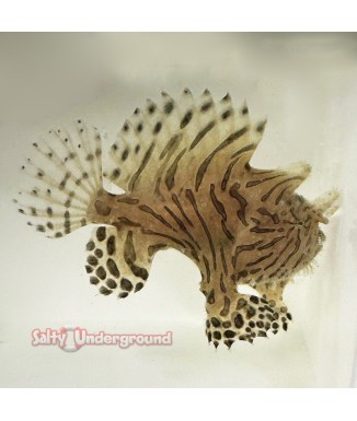 Fishing Frog Anglerfish  Black & White