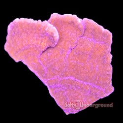 Montipora Brick Red 1-2"