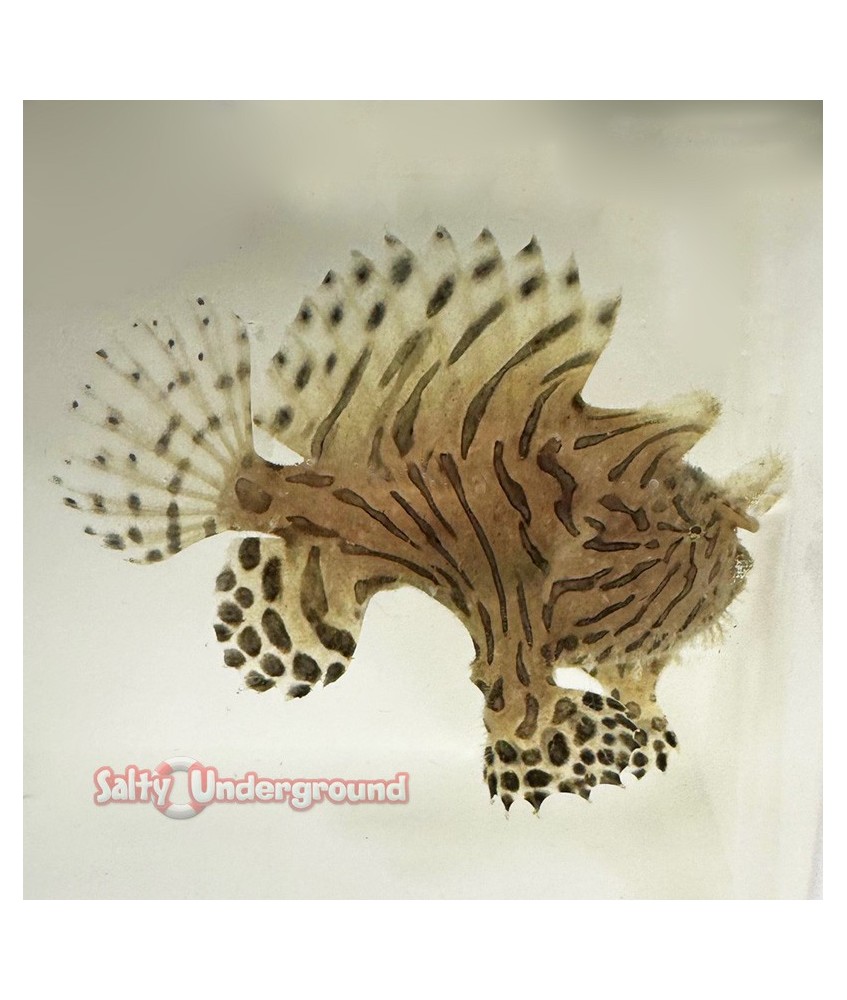 Fishing Frog Anglerfish  Black & White