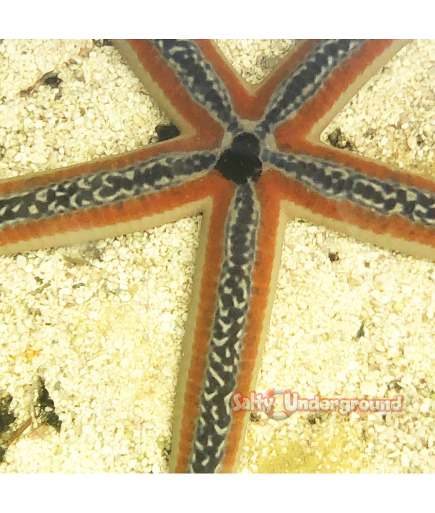 Salty Underground: Phataria (colored)  Starfish   (Phataria unifascialis)