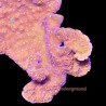 Montipora Setting Sun