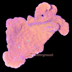 Montipora Setting Sun