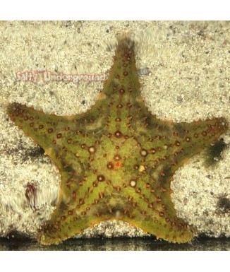 Salty Underground: Green Bahama Starfish (Oreaster reticulatus)