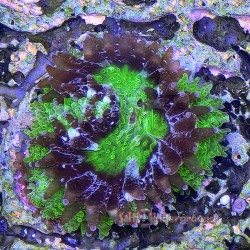 Toxic Cloud Blastomussa