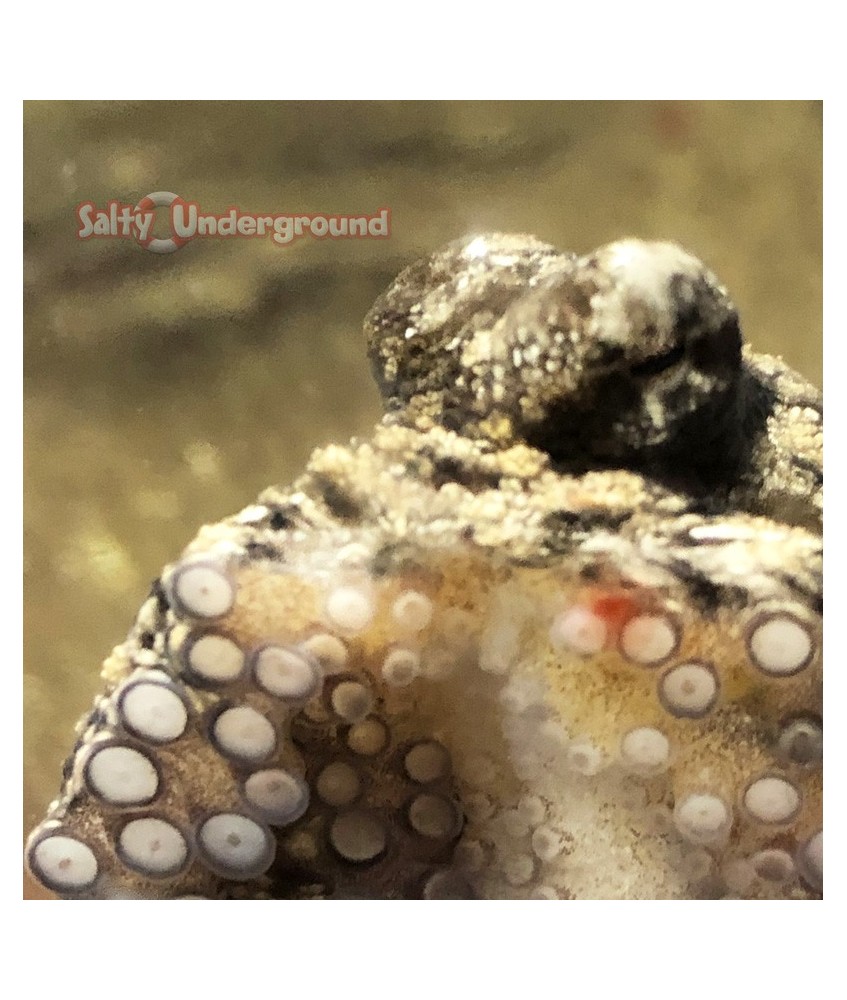 Octopus Brown Pacific (Octopus sp.) eye