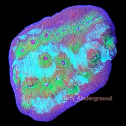 Avatar Chalice Coral 1-2 inch