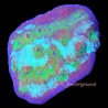 Avatar Chalice Coral 1-2 inch