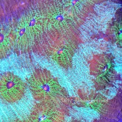 Avatar Chalice Coral 1-2 inch