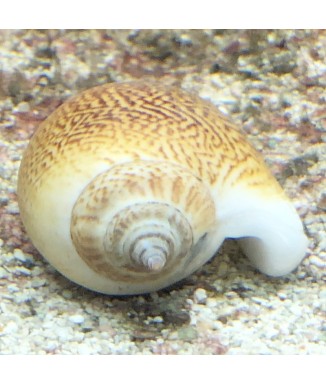 Salty Underground:  Dog Conch (Laevistrombus canarium)