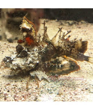 Salty Underground: Filament Devil Scorpionfish  (Inimicus filamentosus)