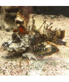 Salty Underground: Filament Devil Scorpionfish  (Inimicus filamentosus)
