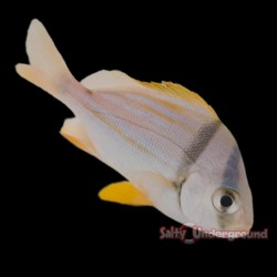 Porkfish