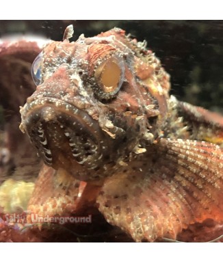 red scorpionfish
