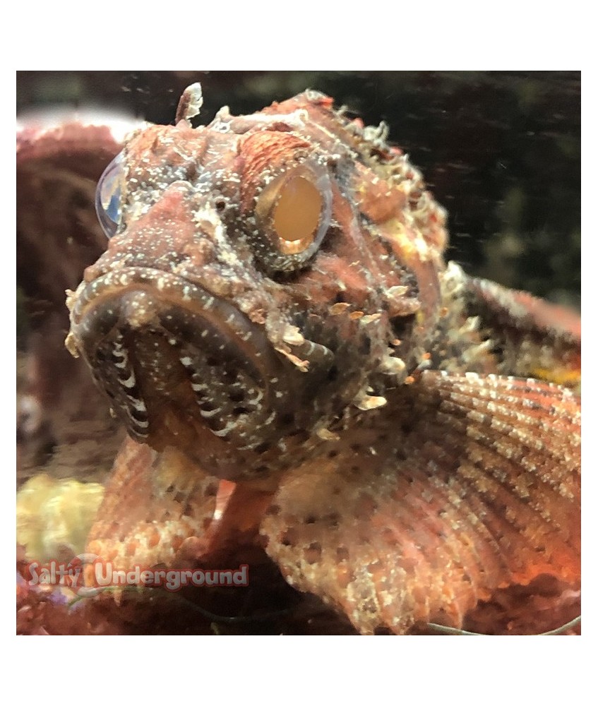 red scorpionfish